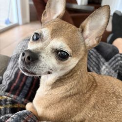 Northwest Pet Hospital and Boarding Facility - Queenie the day after surgery, back to normal with her sweet self.