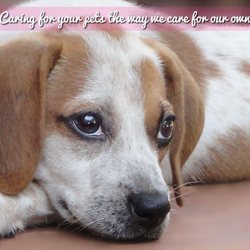 Monroe County Animal Hospital