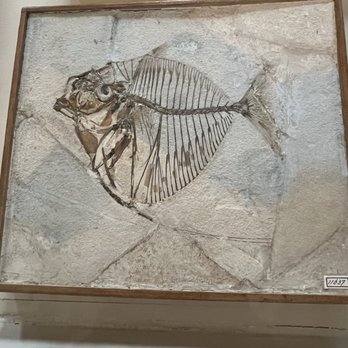 Teylers Museum - Fossil - Museums Near Me - Haarlem, New Hampshire