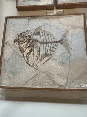 Teylers Museum by null