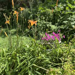 Rainbow Ridge Farms Bed & Breakfast - Garden