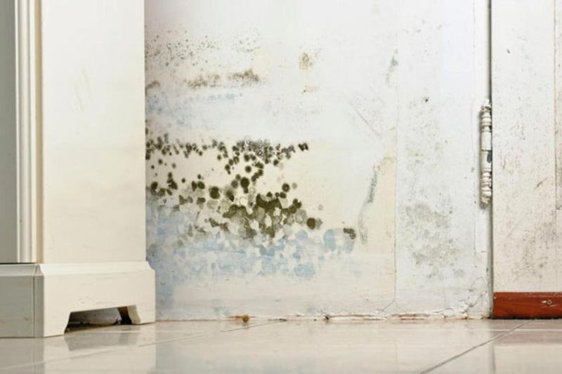 Environmental Safety Management Corporation - mold inspector in Riverside, NJ