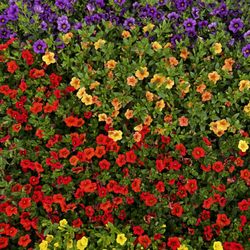 Greenfield Plant Farm - Summer Annuals - Calibrachoas
