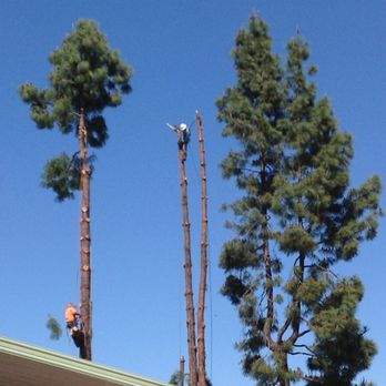 Union Tree Service - Pine tree removal - Tree Services Near Me