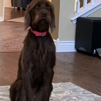 Rover Resort - Tilly - Pet Groomers Near Me - Mckinney, Texas