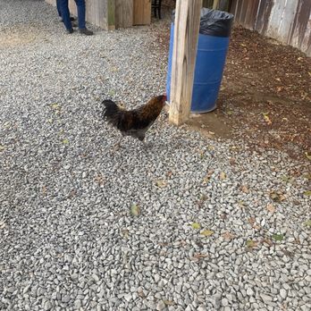 BJ Reece Orchards - Rooster - Fruits & Veggies Near Me - Ellijay, Georgia