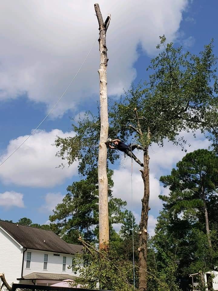 CANOPY CLIMBERS TREE AND LAWN CARE Tree Services Wilmington, NC