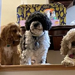 The Dog Retreat & Spa - Our pups!