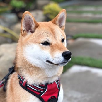 morningstar river shibas