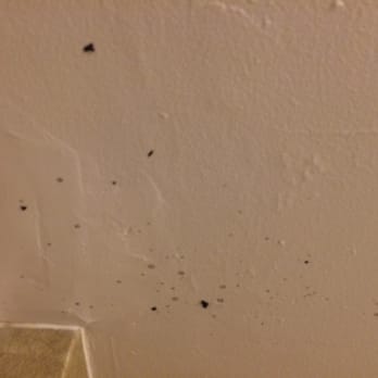 Crowne Plaza Edison - Mold coming through ceiling in bathroom. - Hotels Near Me - Edison, New Jersey Crowne Plaza Edison - Mold coming through ceiling in bathroom. - Hotels Near Me - Edison, New Jersey