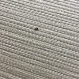 Ants Ants