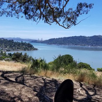 Hippie Tree - Hiking Near Me - Tiburon, California