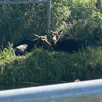 Yellowstone Bear World - Moose, baby n mama - Zoos Near Me - Rexburg, Idaho Yellowstone Bear World - Moose, baby n mama - Zoos Near Me - Rexburg, Idaho