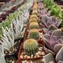 Photo of Amalia's Succulents