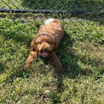 Freedom Barks Dog Park - Dog Parks Near Me - Medford, New Jersey