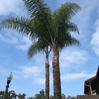 Melendez Tree Service - After the service area 1 - Tree Services Near Me - Corona, California Melendez Tree Service - After the service area 1 - Tree Services Near Me - Corona, California