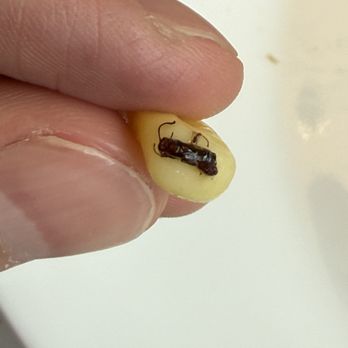 Chipotle Mexican Grill - A bug in the corn salsa / lettuce - Fast Food Near Me - Westfield, New Jersey Chipotle Mexican Grill - A bug in the corn salsa / lettuce - Fast Food Near Me - Westfield, New Jersey