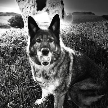ABC Dogs - Big puppy GSD Rosa - Dog Walkers Near Me ABC Dogs - Big puppy GSD Rosa - Dog Walkers Near Me