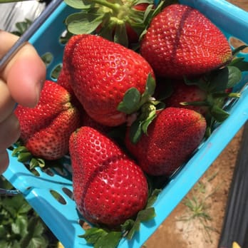 Kenny's Strawberry Farm - Fruits & Veggies Near Me - Fallbrook, California