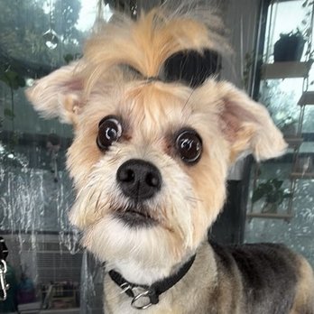 WoofMeow - This is the haircut from WoofMeow - Dog Walkers Near Me - Brooklyn, New York WoofMeow - This is the haircut from WoofMeow - Dog Walkers Near Me - Brooklyn, New York
