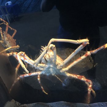 Long Island Aquarium - Huge crab!!! - Aquariums Near Me - Riverhead, New York Long Island Aquarium - Huge crab!!! - Aquariums Near Me - Riverhead, New York