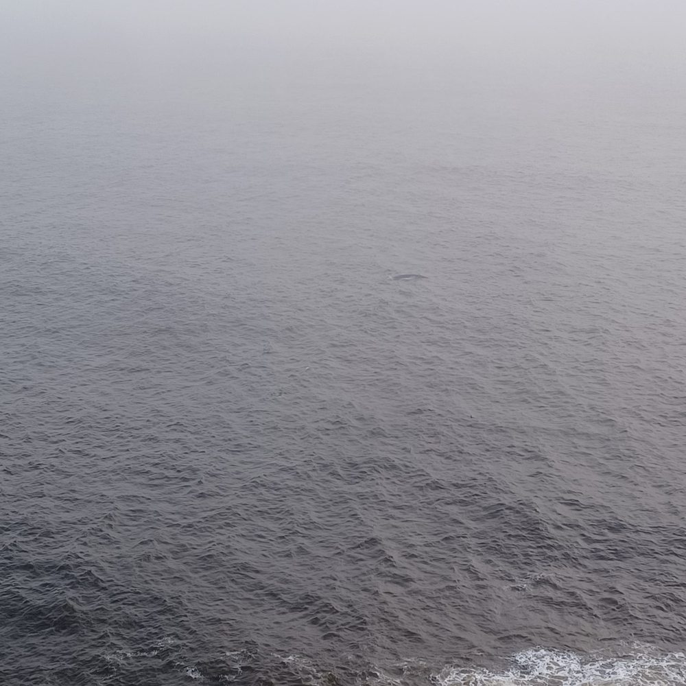 Heceta Head Lighthouse - View from Heceta Lighthouse of foggy ocean. Dark sport in the middle of picture is a whale. - Landmarks & Historical Buildings Near Me - Florence, Oregon Heceta Head Lighthouse - View from Heceta Lighthouse of foggy ocean. Dark sport in the middle of picture is a whale. - Landmarks & Historical Buildings Near Me - Florence, Oregon