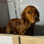 Photo of Barnyard Dogs Daycare & Boarding