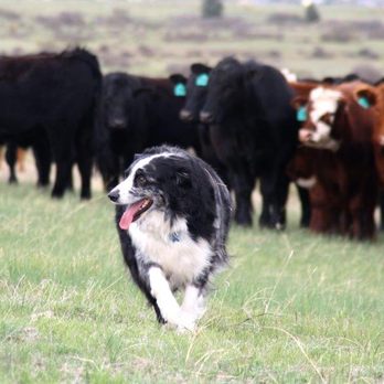 One last Gift - happy to round up bison and beef - Veterinarians Near Me One last Gift - happy to round up bison and beef - Veterinarians Near Me