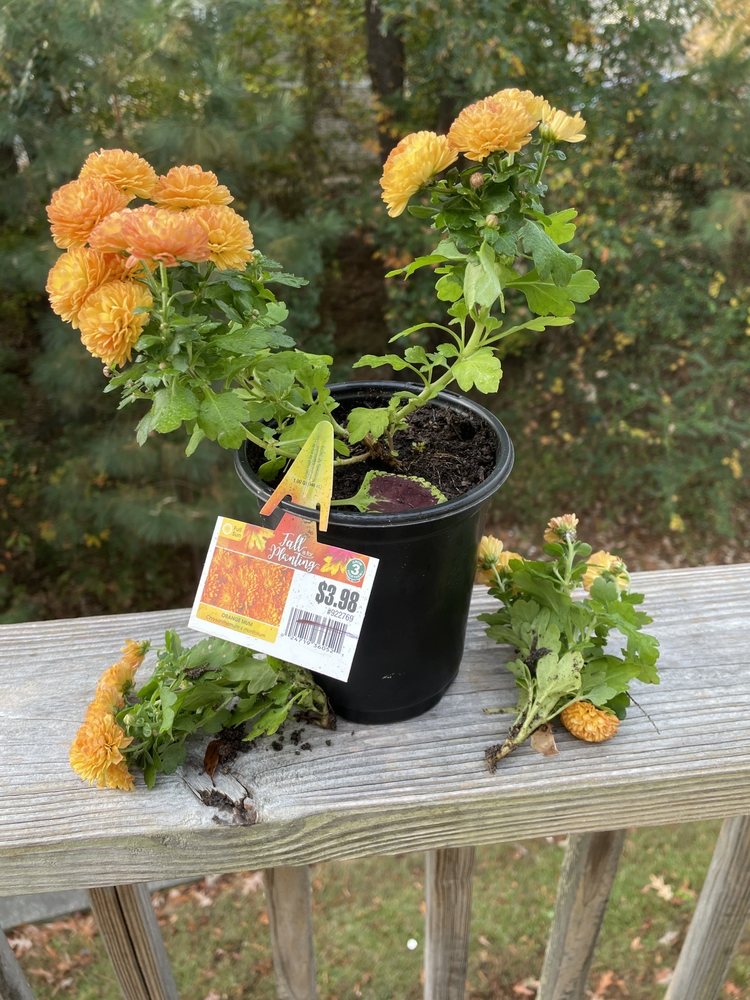 LOWE’S HOME IMPROVEMENT Updated August 2024 3840 East 10th Street