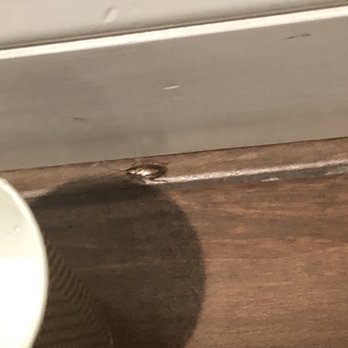 Americas Best Value Inn - Most disgusting place I've ever stayed. Bedbugs and cockroaches - Hotels Near Me - Mill Valley, California Americas Best Value Inn - Most disgusting place I've ever stayed. Bedbugs and cockroaches - Hotels Near Me - Mill Valley, California