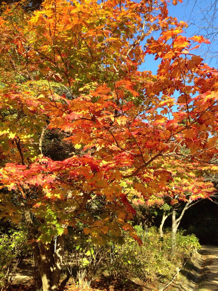 Koube shiritsu shinrin shokubutsu en