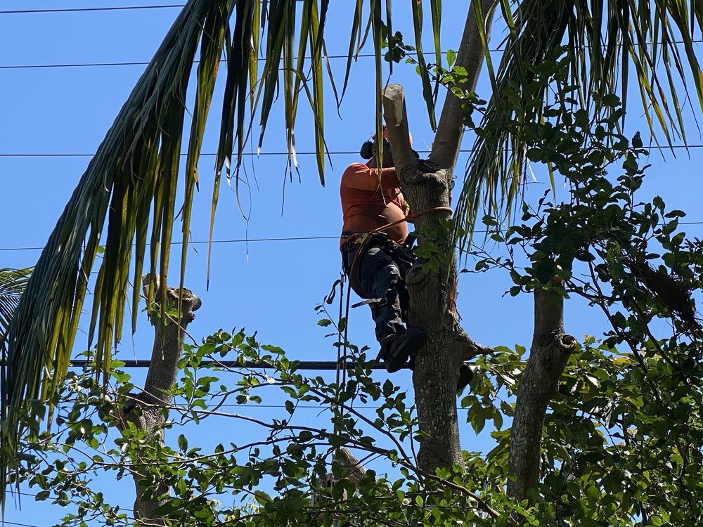 Rosell Tree Service - tree service in South Miami, FL