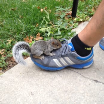 Boulevard Gardens - Baby squirrel!! - Apartments Near Me - Woodside, New York Boulevard Gardens - Baby squirrel!! - Apartments Near Me - Woodside, New York