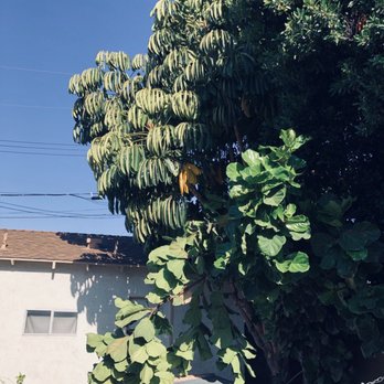 Environmental Green Tree Care - Overgrowth of the two trees - Tree Services Near Me Environmental Green Tree Care - Overgrowth of the two trees - Tree Services Near Me