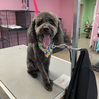 Spaw and Stay - Pet Groomers Near Me - Avenel, New Jersey Spaw and Stay - Pet Groomers Near Me - Avenel, New Jersey