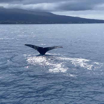 Trilogy Excursions - Humpback whales - Snorkeling Near Me - Lahaina, Hawaii