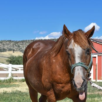 Sagebrush Stables - Horseback Riding, Horse Camp, trail riding, pony rides - Horseback Riding Near Me - Littleton, Colorado