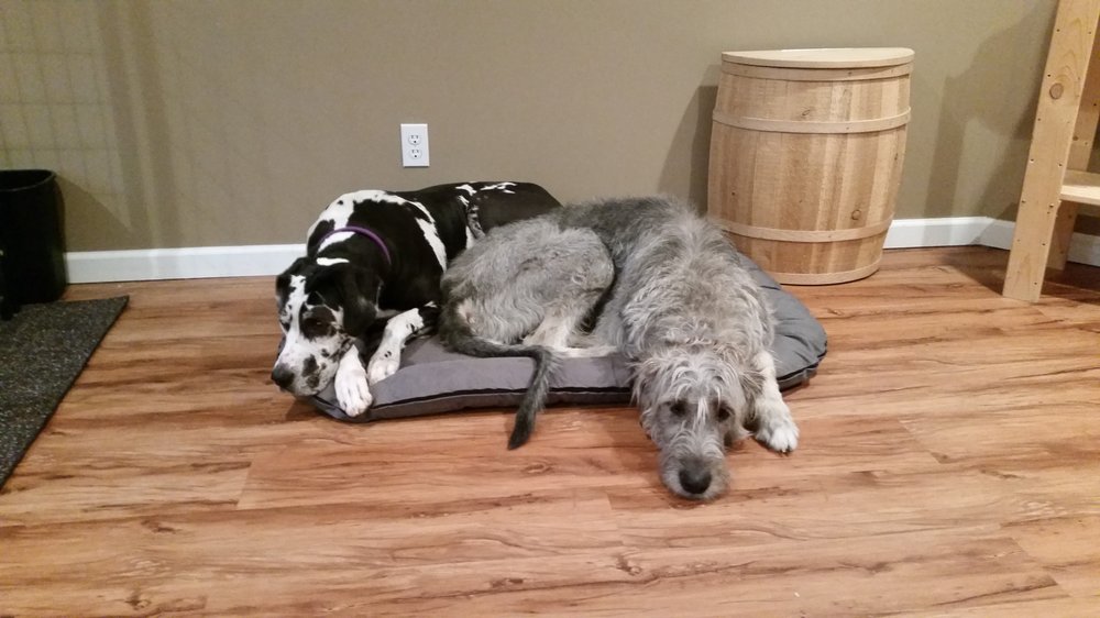 Best in Paws - pet boarding facility in Rochester, NY