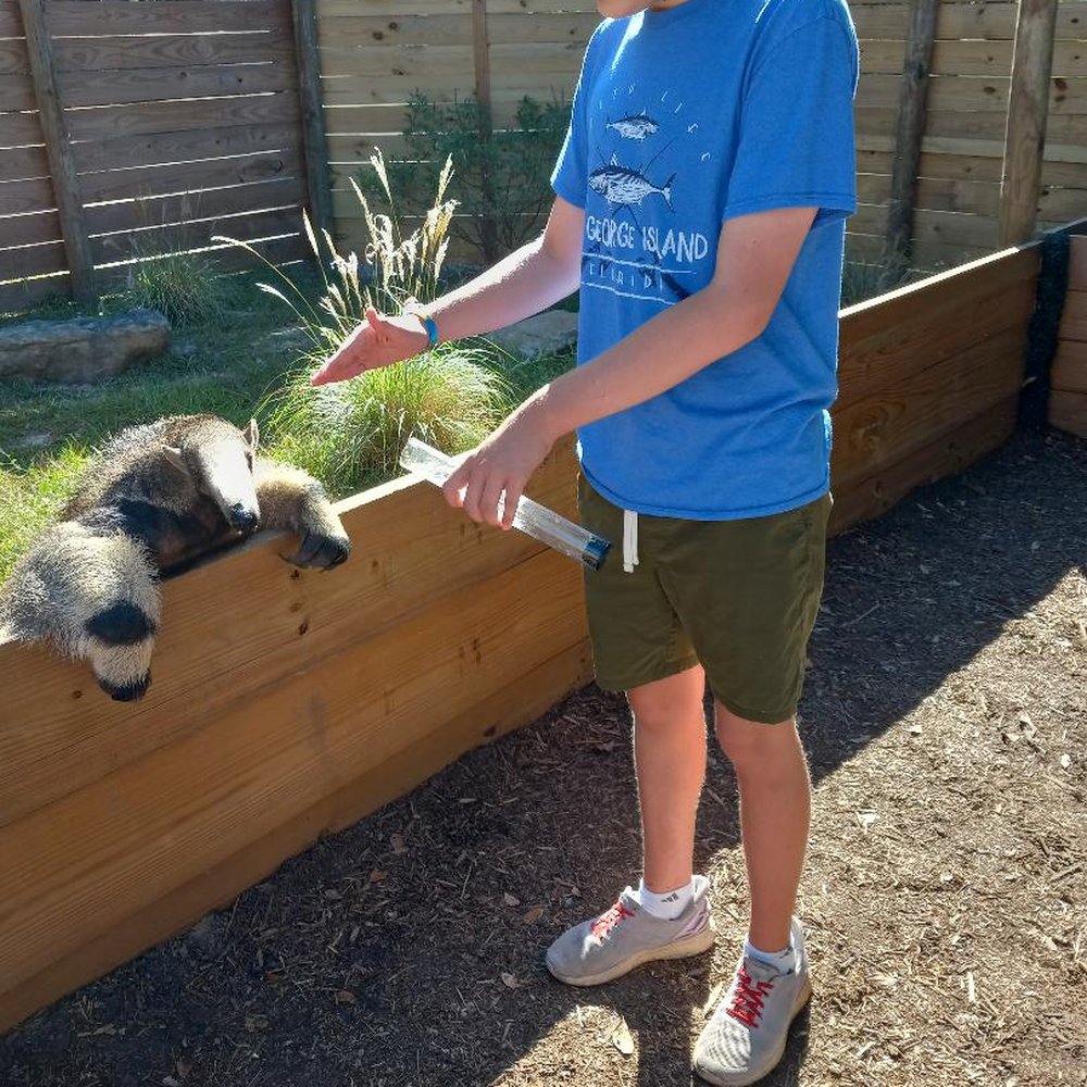 Feeding the anteater (chopped boiled eggs, not ants!)