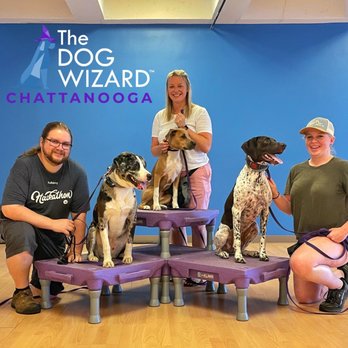 The Dog Wizard - Chattanooga - Pet Training Near Me - Chattanooga, Tennessee The Dog Wizard - Chattanooga - Pet Training Near Me - Chattanooga, Tennessee