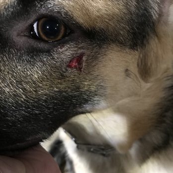 Amarillo Small Animal Emergency Clinic - Veterinarians Near Me - Amarillo, Texas