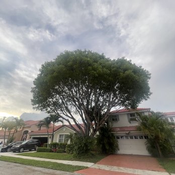 B W Tree Company - After - Tree Services Near Me - North Lauderdale, Florida B W Tree Company - After - Tree Services Near Me - North Lauderdale, Florida