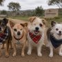Photo of Raise The Wuff