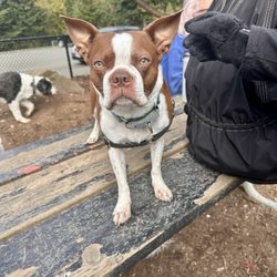 Crestview Off-Leash Dog Park - Dog