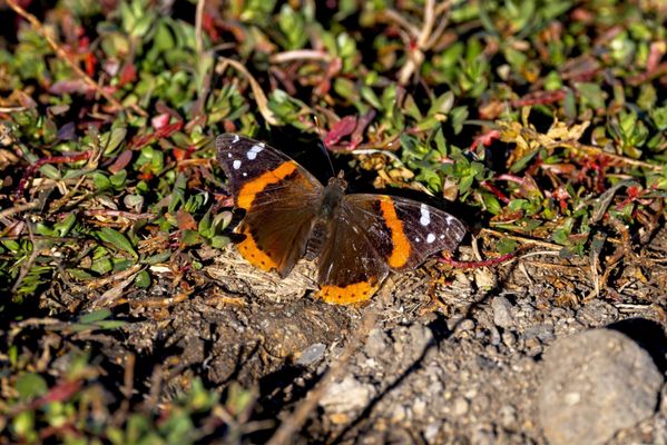 Frank G. Bonelli Regional Park by null