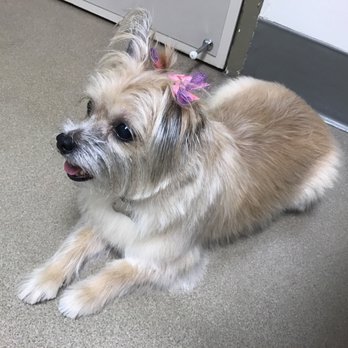 Honolulu Dog Spa - Pet Groomers Near Me - Honolulu, Hawaii