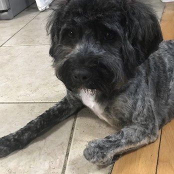 Poodle Splash - Pet Groomers Near Me - Elizabeth, New Jersey