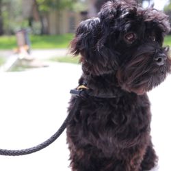 iHavanese