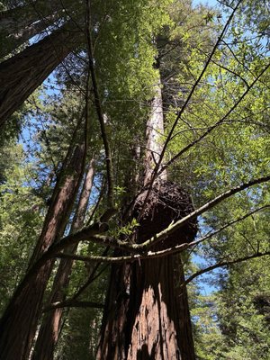 Muir Woods National Monument by null