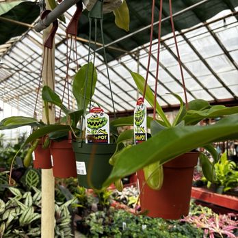 Evergreen Garden - Carnivorous varieties! Baby pitcher plants! - Nurseries & Gardening Near Me - San Antonio, Texas